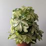 Umbrella Plant Image 3