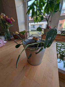 Satin Pothos inlcudes pot
