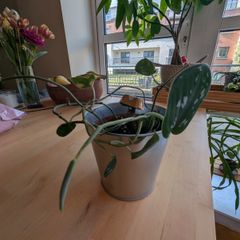 Satin Pothos inlcudes pot