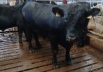 PBR Angus Bull