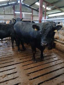 PBR Angus Bull