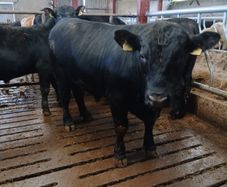 PBR Angus Bull