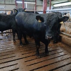 PBR Angus Bull