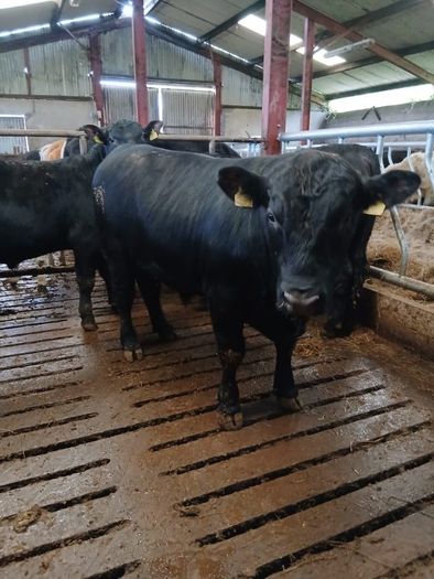 PBR Angus Bull