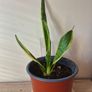 Snake Plants Image 6