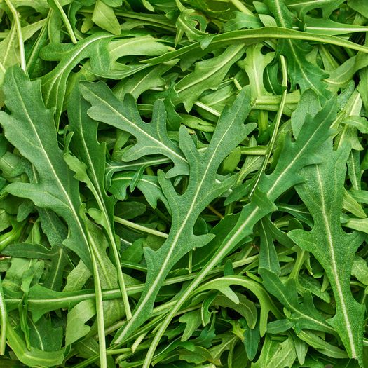 (R) Wild Rocket Seeds Perennial 0.5g (883546)