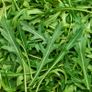 (R) Wild Rocket Seeds Perennial 0.5g (883546) Image 2