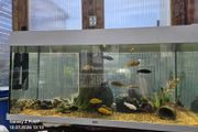 Aquarium juwel 180