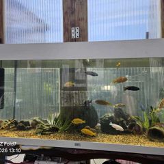 Aquarium juwel 180