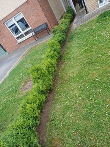 hedges