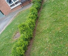 hedges