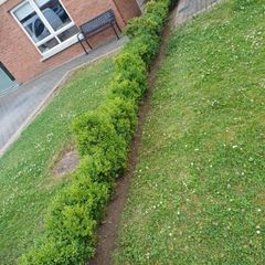 hedges
