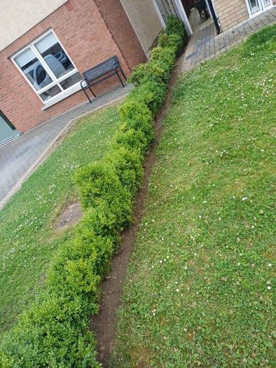 hedges