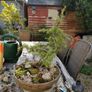 Bonsai Tree Image 2