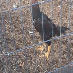 shamo rooster