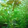 Aquarium plants Image 3