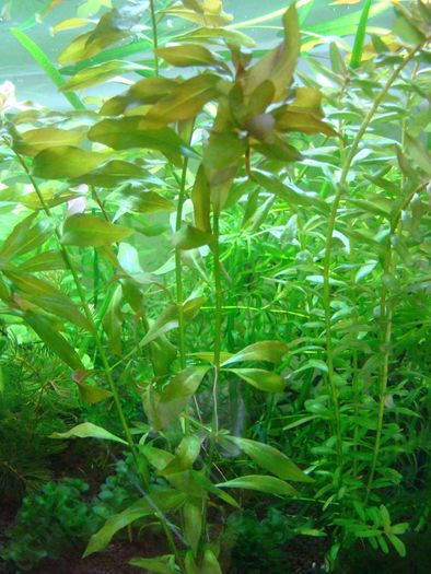 Aquarium plants