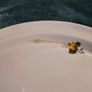 Vintage Arklow pottery platter Image 4