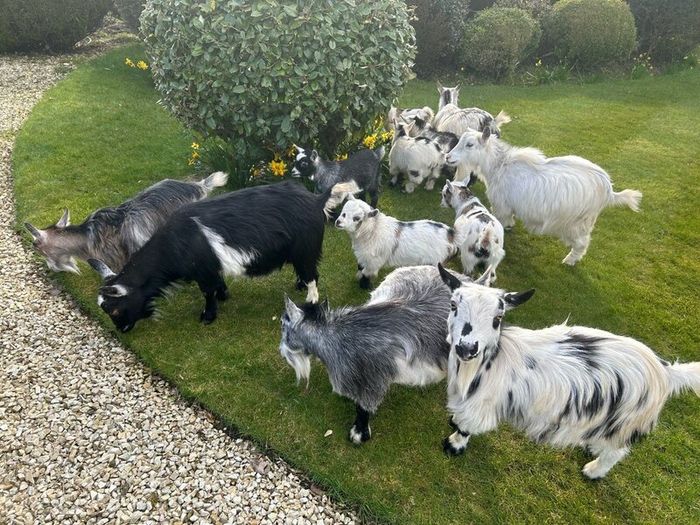 Pet Poly Pygmy Goats