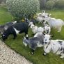 Pet Poly Pygmy Goats Image 3