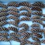 Large Pine cones Image 3