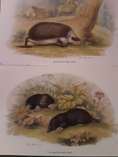 Nice selection of animal and bird print's