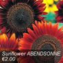 Sunflower seeds from only 1.00 euro Image 10