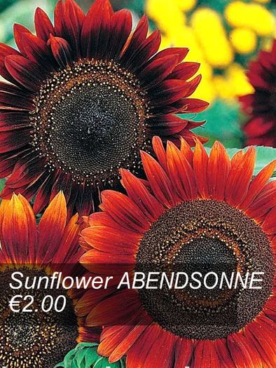 Sunflower seeds from only 1.00 euro