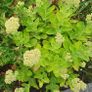 Sedum Autumn - Garden flowers Image 3