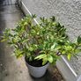 Rhododendron and pot Image 3