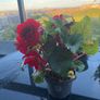 Begonia Plant Image 2