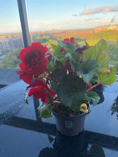 Begonia Plant