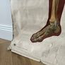 Antique Vintage Full Scale Human Anatomy Poster Image 3
