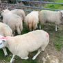 Ewe and Ram Lambs for sale Image 10