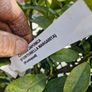 citrus  lemon tree Image 7