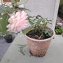 Rose plant Image 2