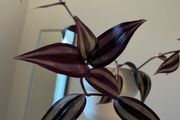 tradescantia plant
