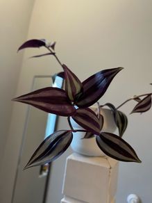tradescantia plant