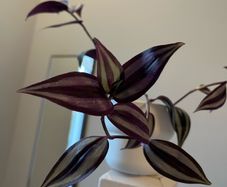 tradescantia plant