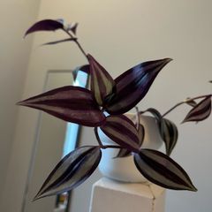 tradescantia plant