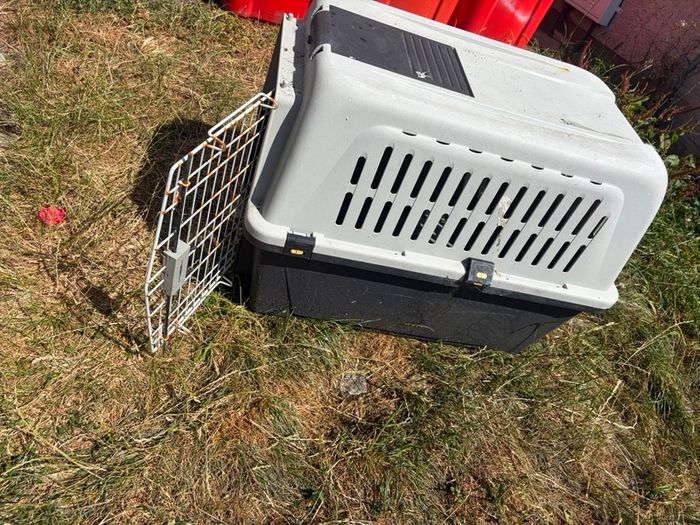 dog box free
