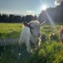 Pygmy goat Image 3
