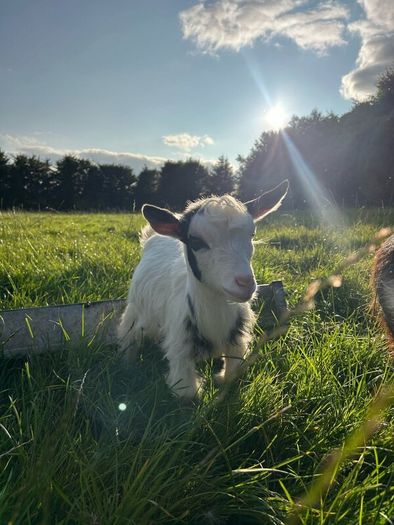Pygmy goat