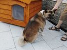 Heavy duty dog kennels all sizes Image 6