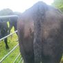 Organic  Cattle  Heifers Image 10