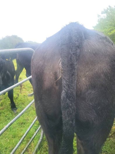 Organic  Cattle  Heifers