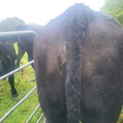 Organic  Cattle  Heifers