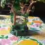 Playmobil Wiltopia Rainforest Night Light Image 4