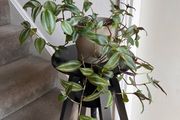 tradescantia zebrina