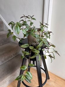 tradescantia zebrina